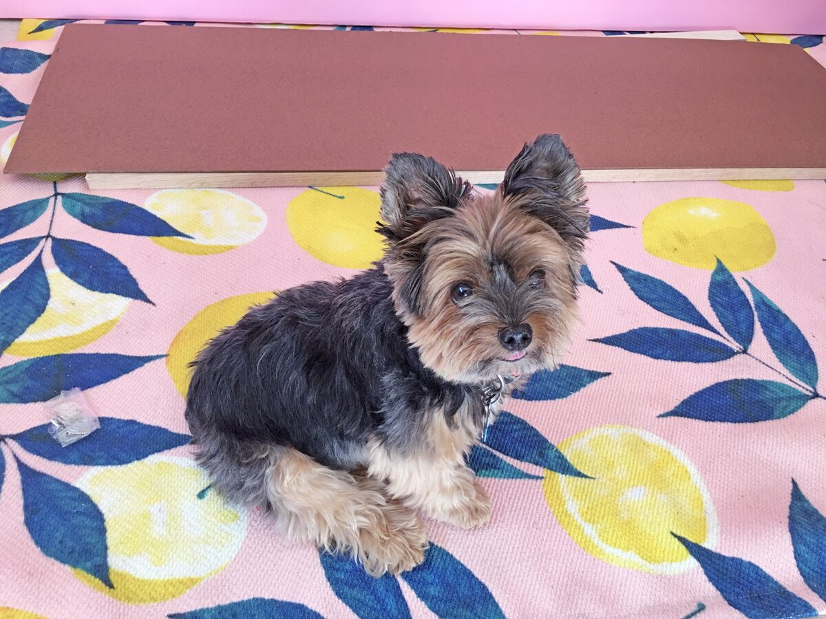 How to build a dog ramp tutorial - Pancho