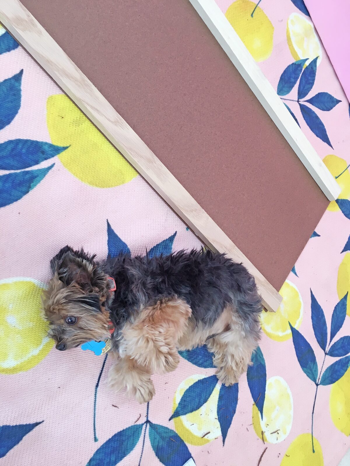 How to build a dog ramp tutorial - Pancho