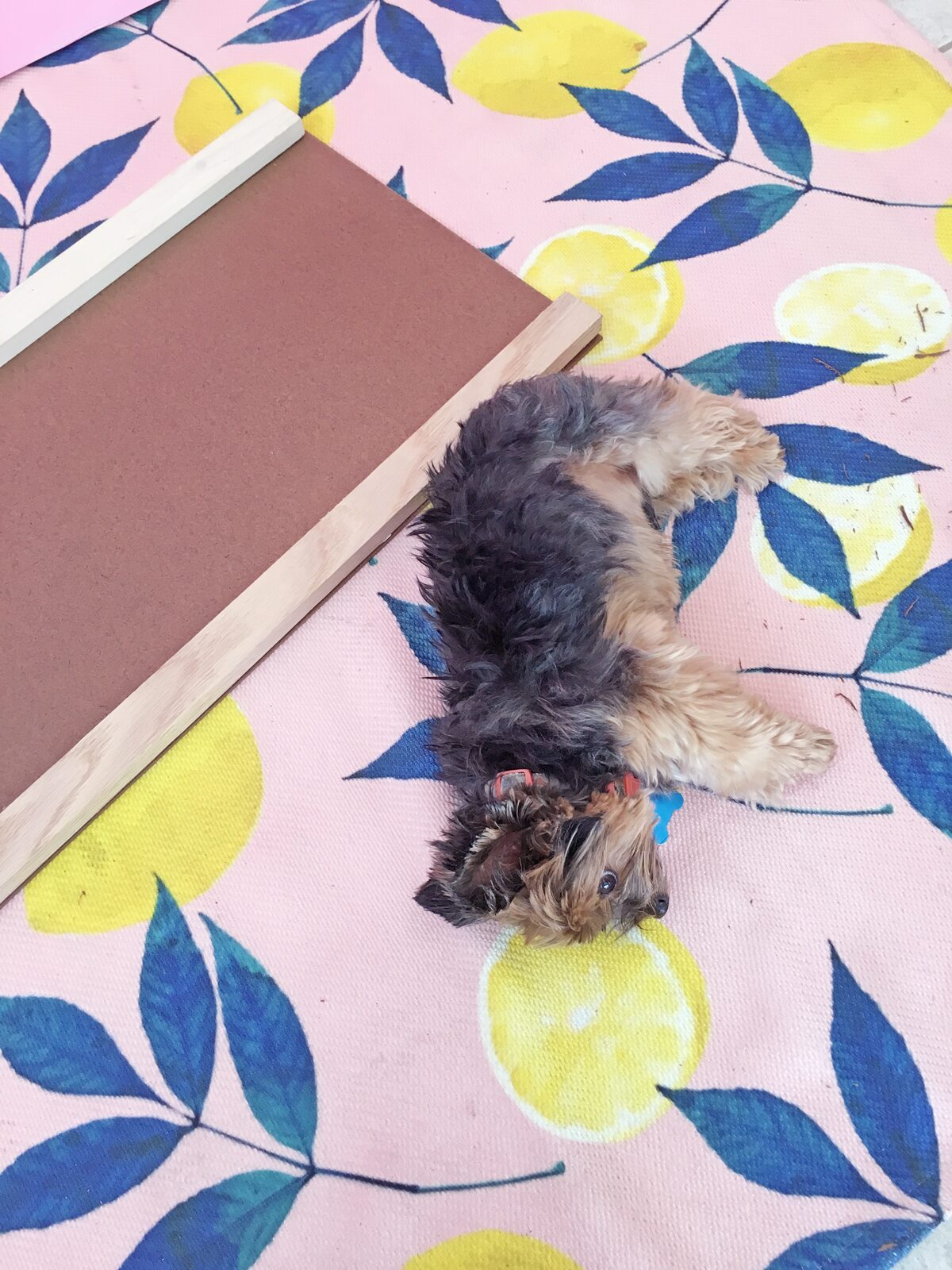 How to build a dog ramp tutorial - Pancho