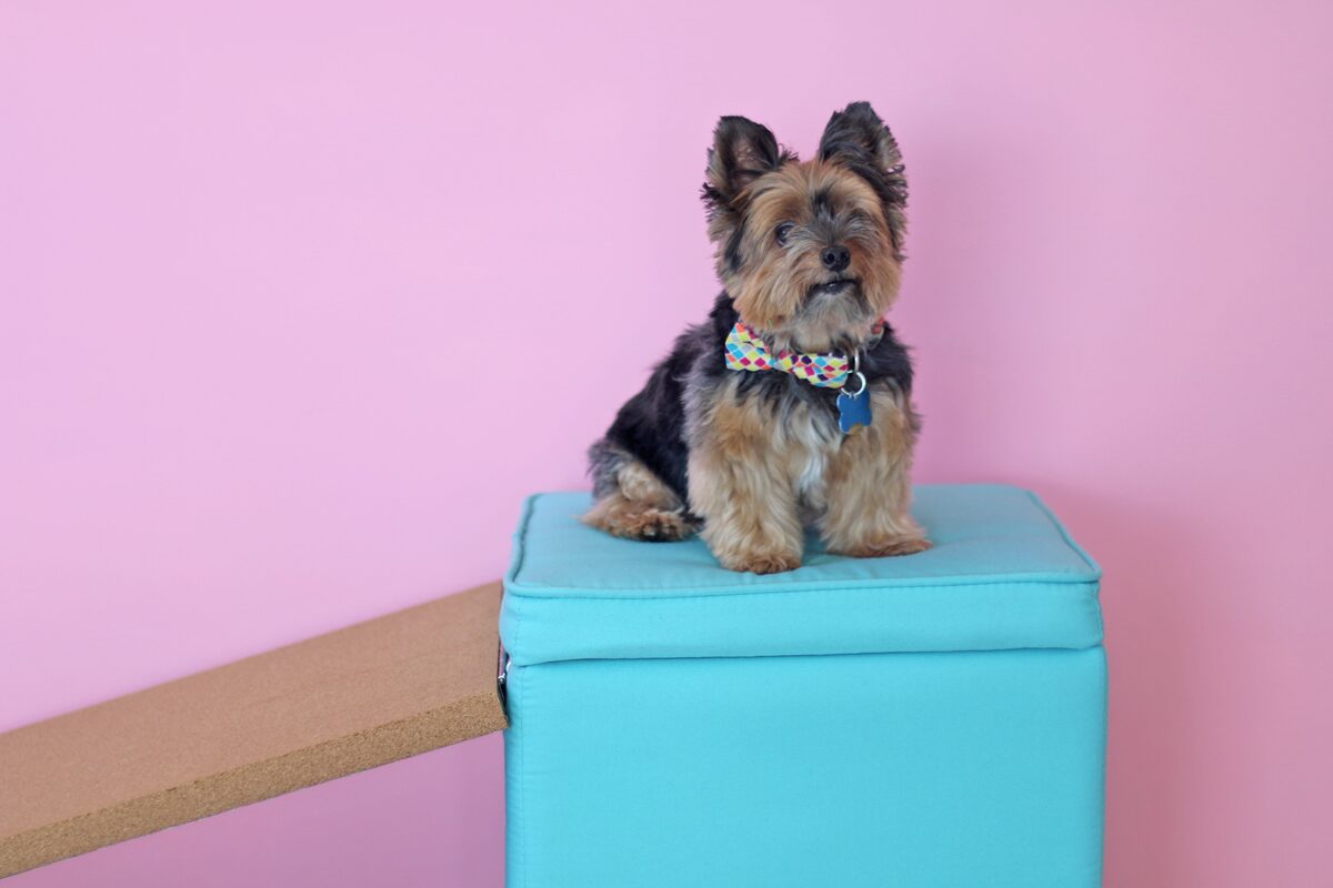 How to build a dog ramp tutorial - Pancho