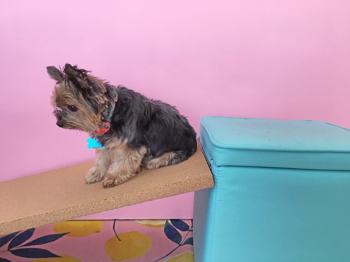 How to build a dog ramp tutorial - Pancho