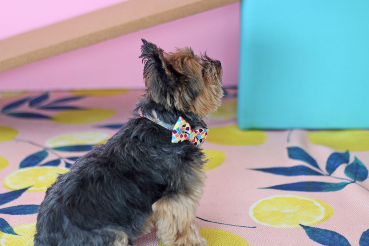 How to build a dog ramp tutorial - Pancho