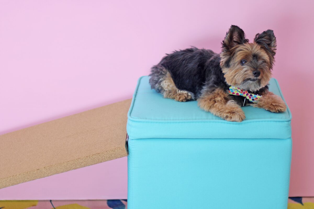 How to build a dog ramp tutorial - pancho
